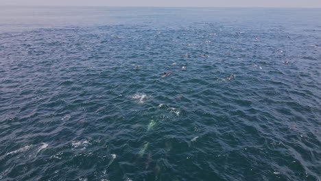 grupo de delfines comunes nadan y salpican a lo largo de la superficie a medida que van, aérea