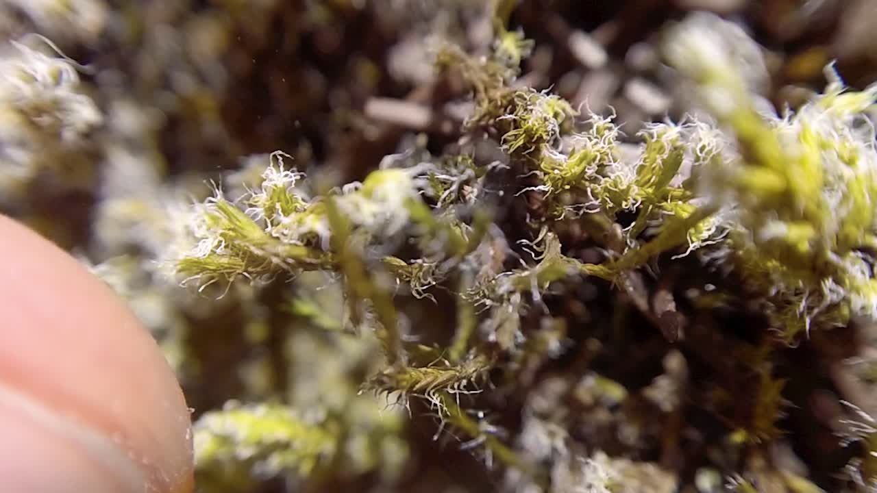 슈퍼 매크로에서 엄지손가락으로 이끼를 깜박임 - thunder mountain, vancouver island, bc, canada