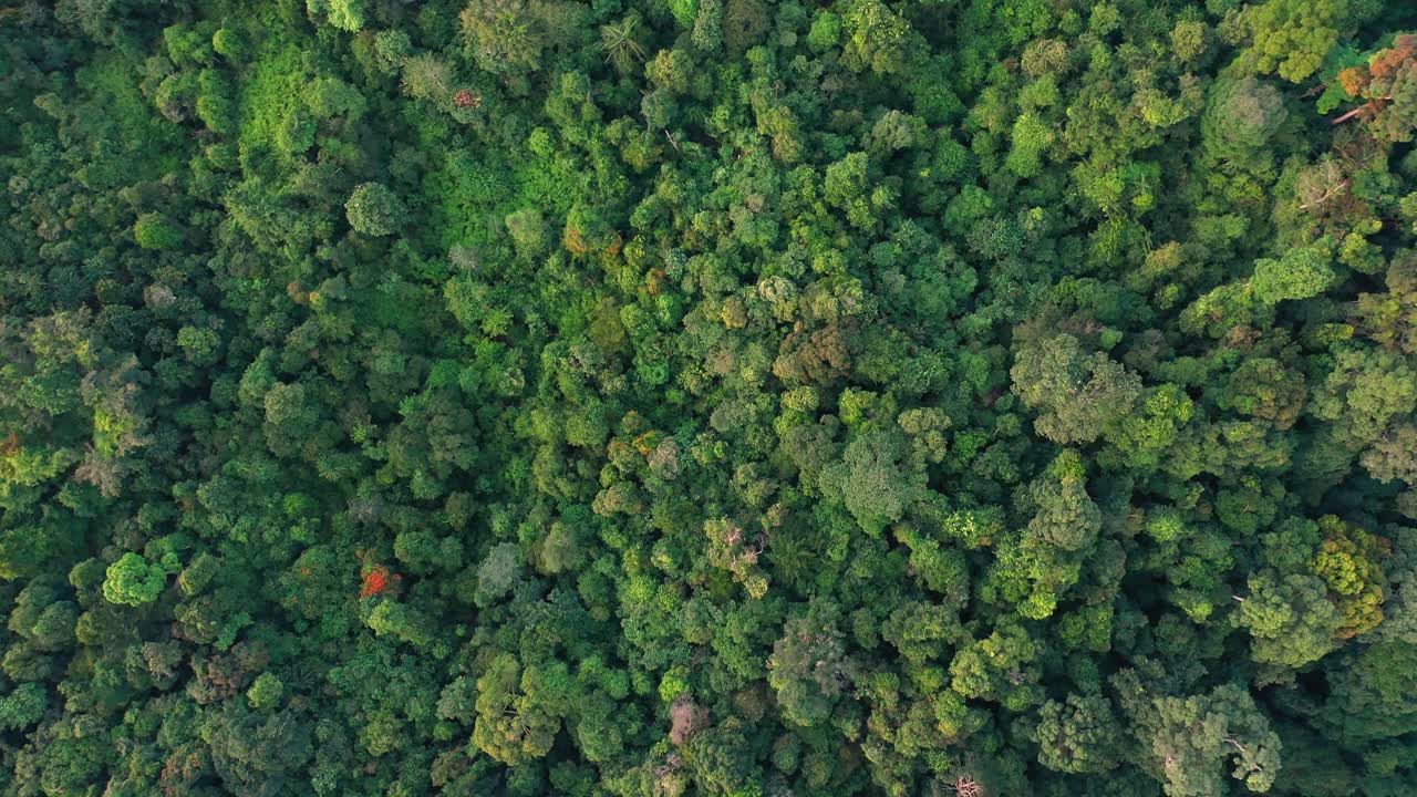 Aerial view above lush forestry landscape in Gunung Leuser National Park, the Tropical Rainforest Heritage of Sumatra, Indonesia