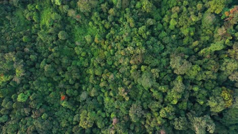 aerial view above lush forestry landscape in gunung leuser national park, the tropical rainforest heritage of sumatra, indonesia