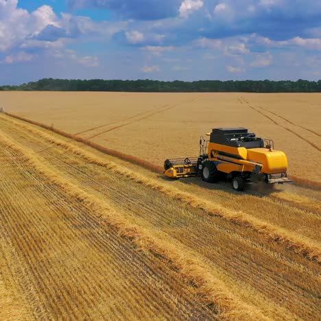 harvesting of wheat in summer