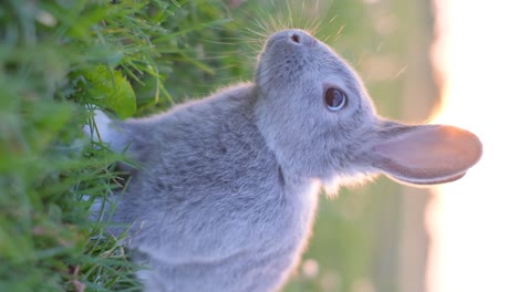 close-up of a cute grey rabbit in green grass