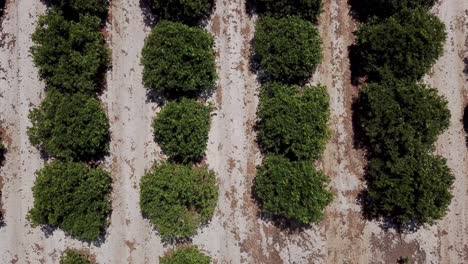 Slow-drop-down-with-a-birds-eye-view-of-an-orange-crop-in-a-farmland