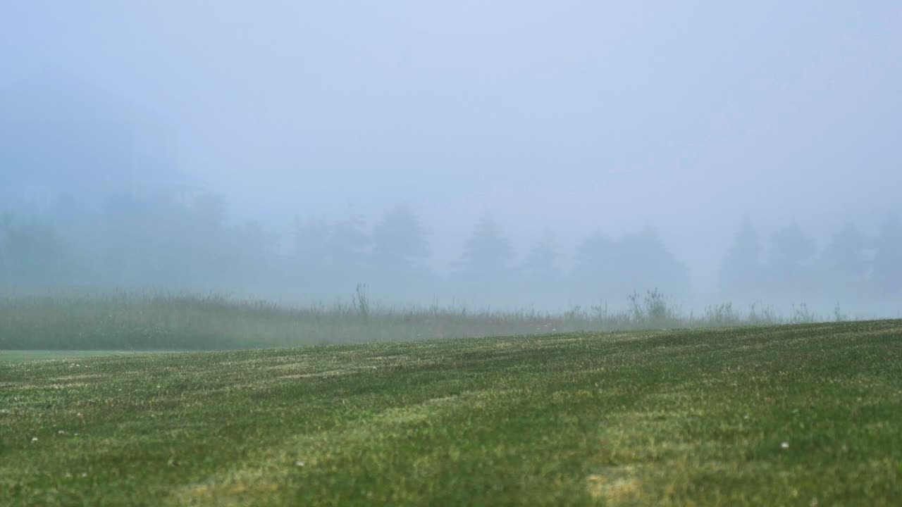 푸른 잔디밭이 안개로 뒤덮인 조용한 아침
