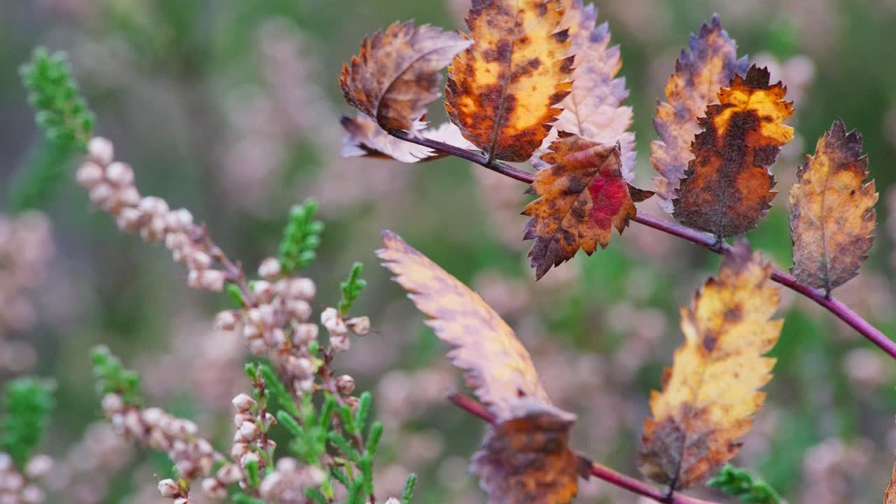 나무 가지 에 있는 황금색 가을 잎
