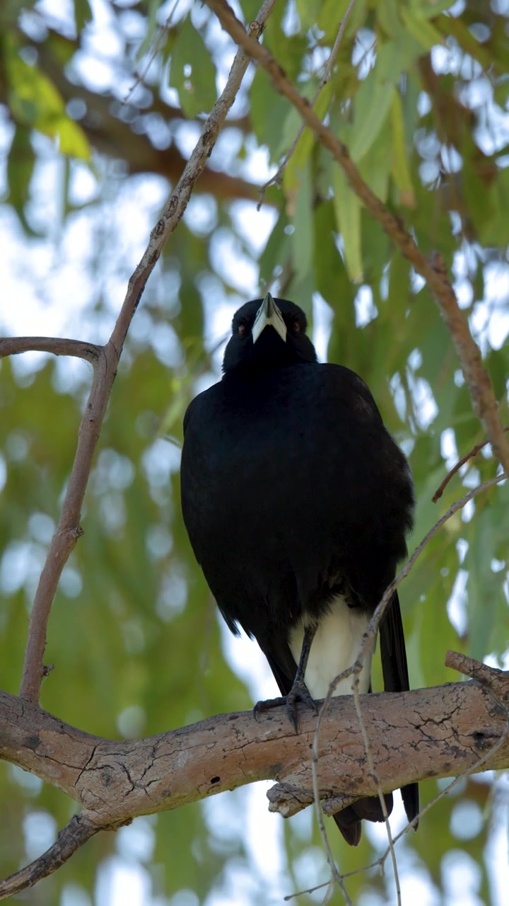 Un currawong pezzato è posato su un ramo di eucalipto, guardandosi intorno a Gunnedah, Australia.