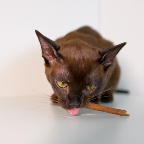 brown cat eating. lovely muzzle of a burmese kitten eating cat food. domestic purebred animal on white background. close-up