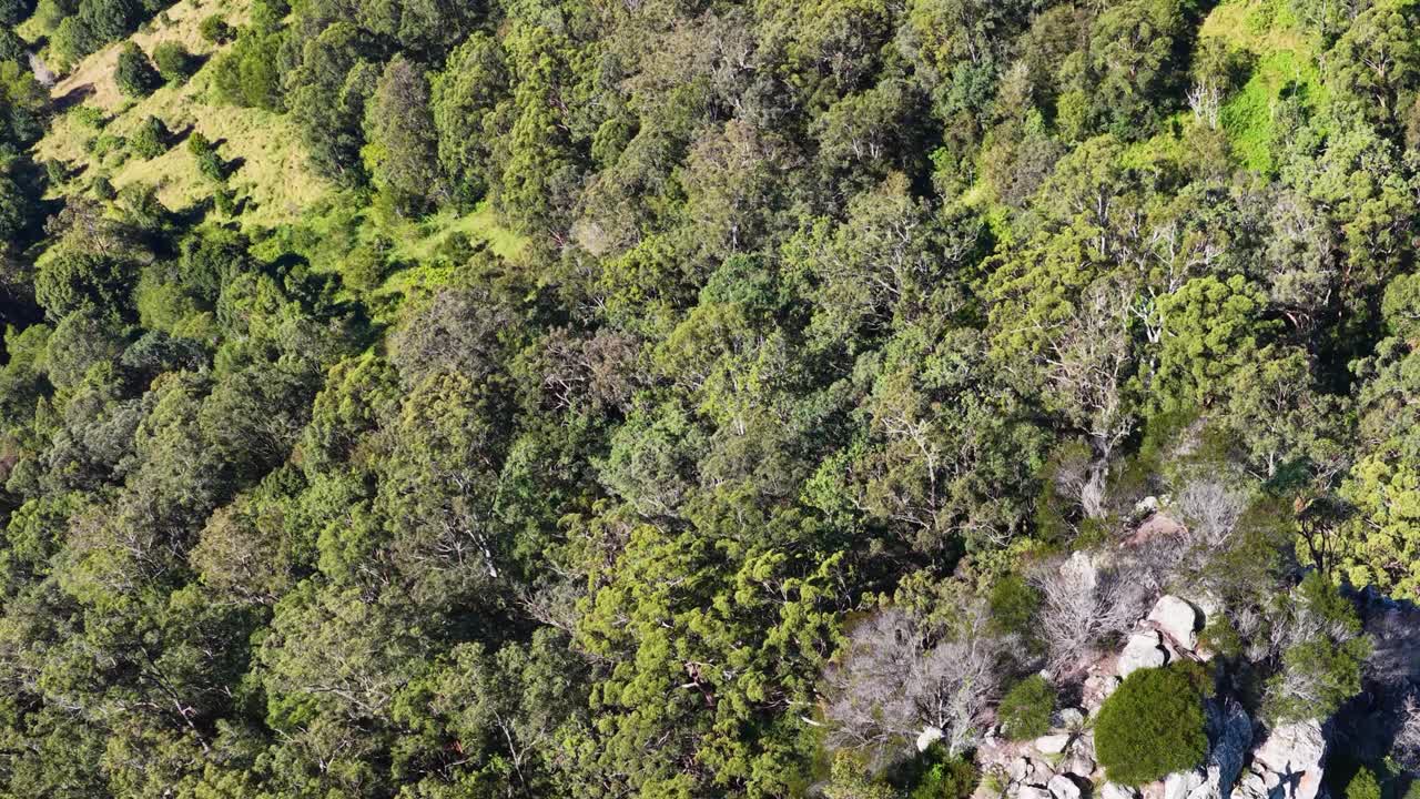 Drone footage captures the Nimbin Rocks surrounded by dense greenery under bright daylight, showcasing natural beauty and geological formations