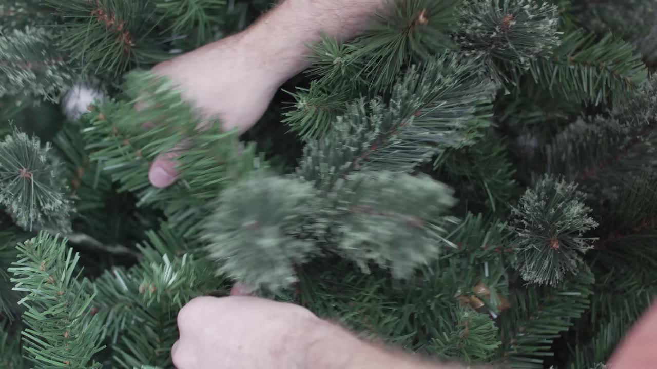 Fluffing the branches on a Christmas tree