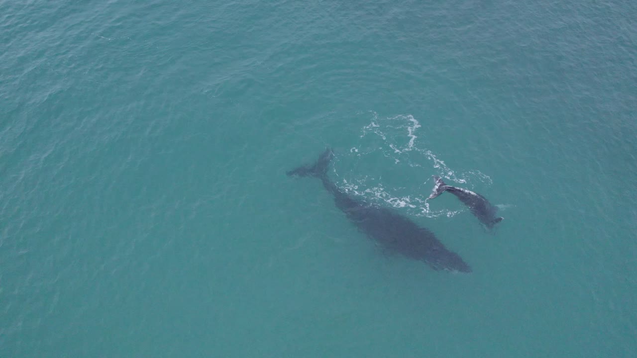 Aerial drone view of a humpback whale watching its calf play with water in the Gulf of California, Baja California Sur