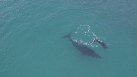 aerial drone view of a humpback whale watching its calf play with water in the gulf of california, baja california sur