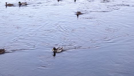 duck pond - female and male mallard ducks swimming and feeding on the shallow river flowing near the park in romania in summertime