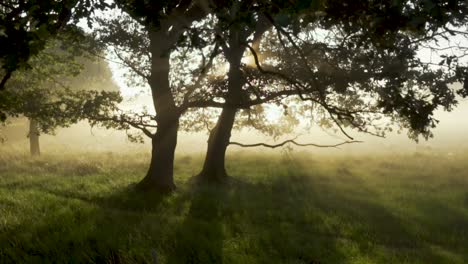 Toma-Cinematográfica-Del-Sol-Brillando-A-Través-De-La-Niebla-Matutina-En-El-Bosque,-Atmósfera-Mística