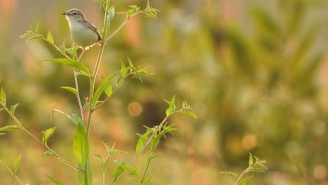 cenicienta prinia en hierba uhd mp4 4k.