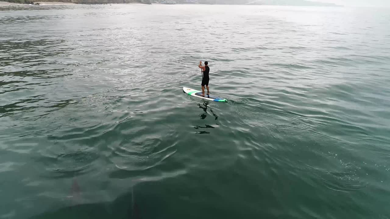 antena sobre delfines nadando con un paddleboarder en el océano cerca de malibu california