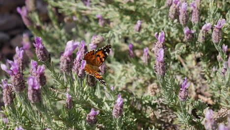 A-painted-lady-butterfly-feeding-on-nectar-and-collecting-pollen-on-purple-flowers-blooming-in-spring