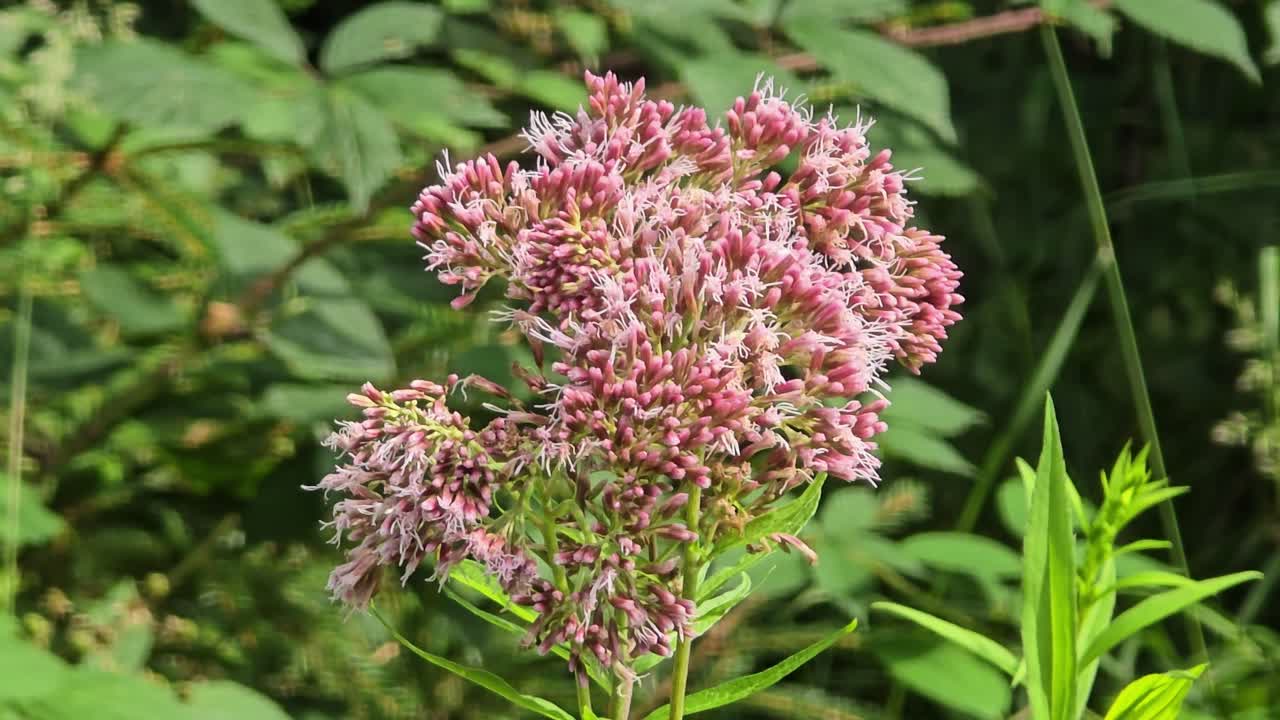 Close-up of eupatorium cannabinum swaying in the breeze