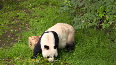 Curious-panda-searching-for-more-bamboo