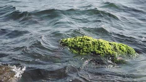 Rock with seaweed in wavy sea