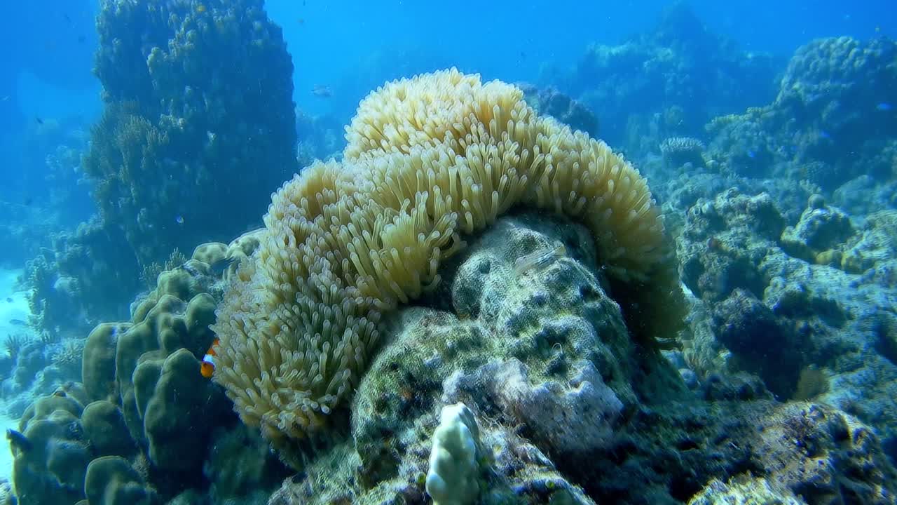 una escena durante el buceo en un arrecife de coral, extraordinaria flora y fauna marina