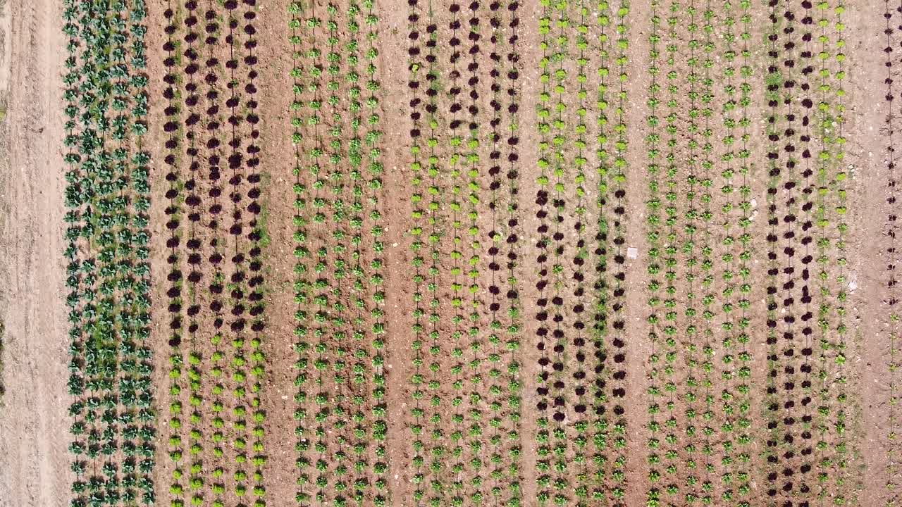 Aerial bird's eye view of rows of vegetable crops with a variety of cabbage and lettuce in different colors