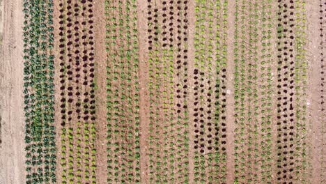 vista aérea de pájaro de hileras de cultivos vegetales con una variedad de repollo y lechuga en diferentes colores