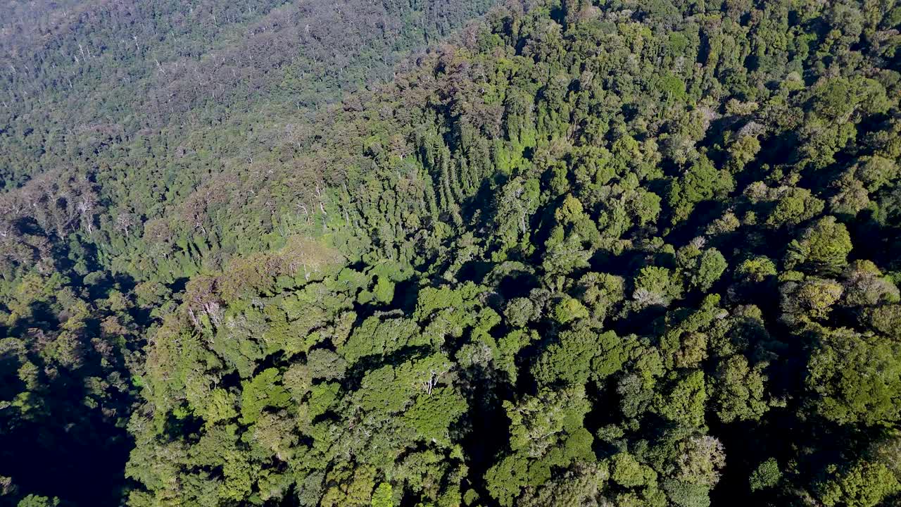 Drone camera smoothly descends above dense green rainforest in Dorrigo, Australia, revealing layered treetops in bright natural daylight with wide aerial perspective