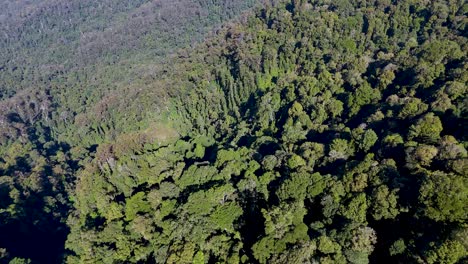 drone camera smoothly descends above dense green rainforest in dorrigo, australia, revealing layered treetops in bright natural daylight with wide aerial perspective