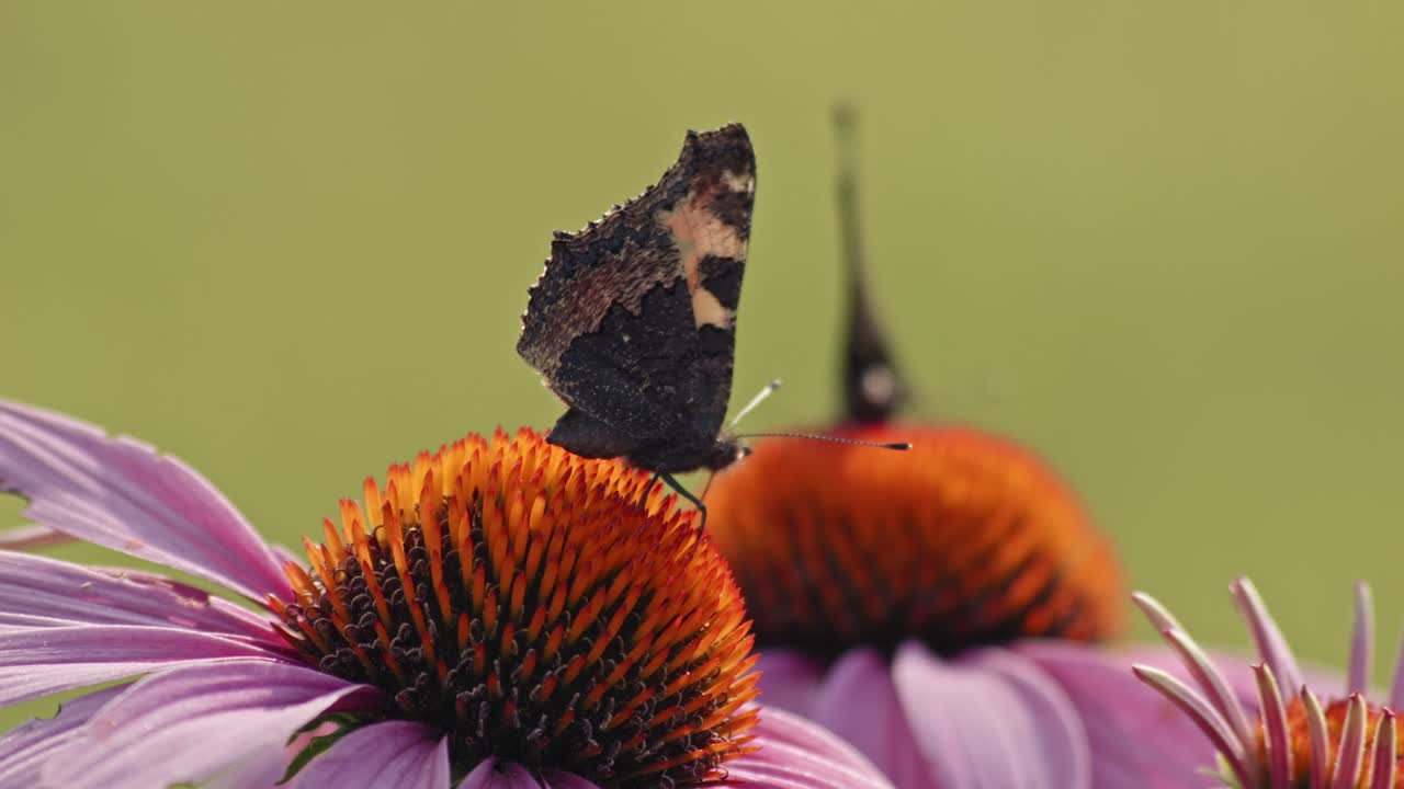 Two butterflies feeding Nectar on Purple Coneflower - macro static shot