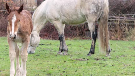 brown foal next to a white adult horse on a meadow