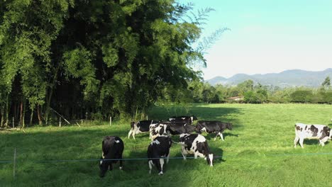 Dolly-Aerial-Shot-of-Grazing-Holstein-Cows-During-Golden-Hour-Sunset-With-Giant-Bamboo-Plant-As-Backdrop-At-Sunset