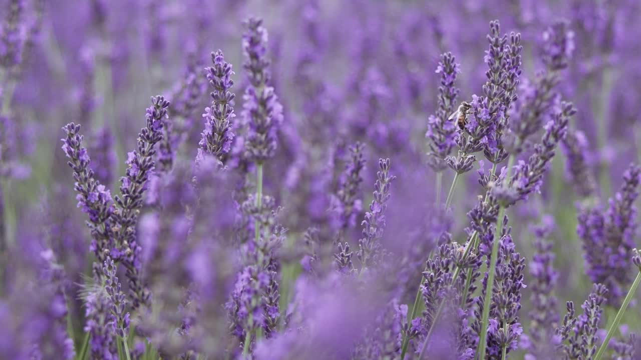 abejas voladoras recogiendo polen de las flores de lavanda.