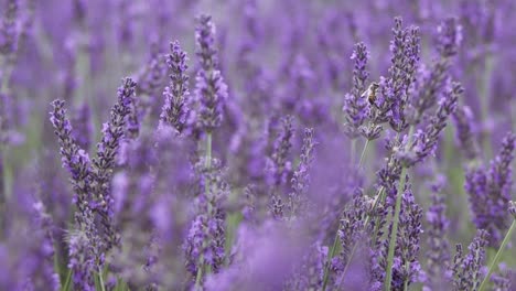 Flying-bees-gathering-pollen-from-lavender-flowers.