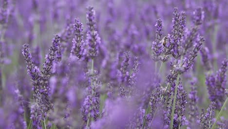 flying bees gathering pollen from lavender flowers.