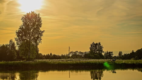 ฺbeautiful timelapse shot of wild grass flowers on the bank of river with the view of sunset in the background