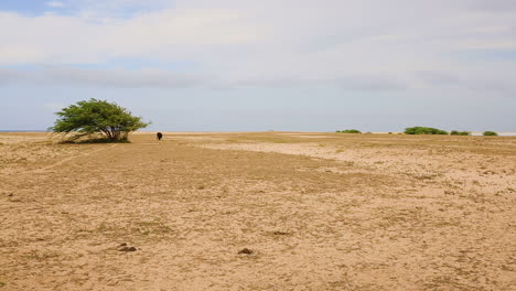 arid landscape with a cow and a tree in a flat land.