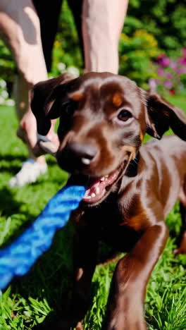 happy dachshund puppy playing tug-of-war