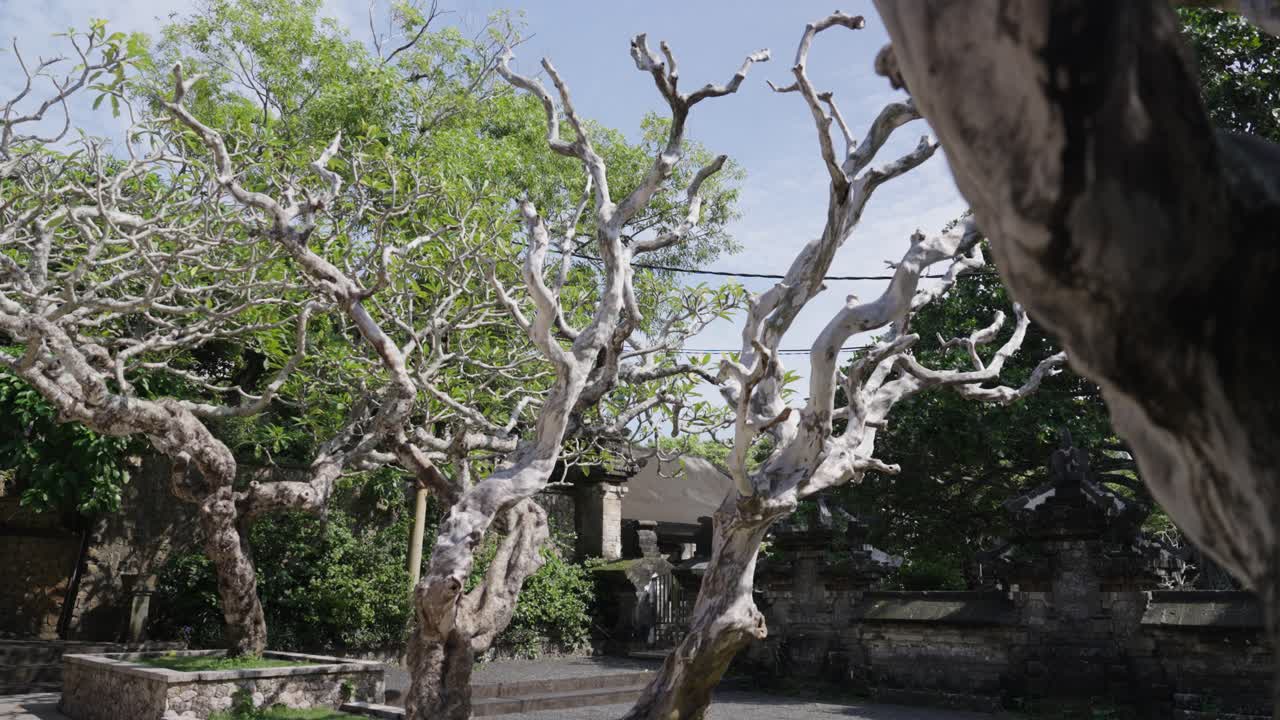 Small but beautiful park with ancient trees in Indonesia, motion view
