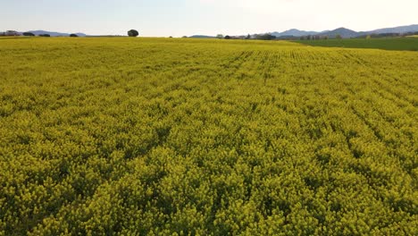 Drone-flying-over-a-yellow-rapeseed-field-in-Europe-Spanish-cultivation