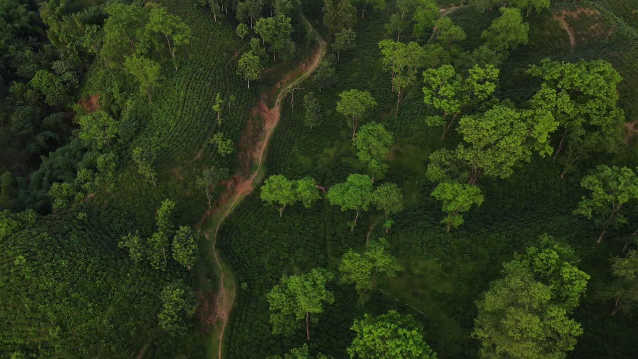 vista aérea cinematográfica del bosque del jardín de té en el parque nacional de khadimnagar, sylhet