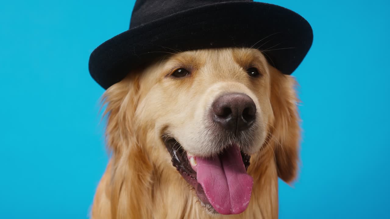 Golden retriever wearing black hat on blue background, gold labrador dog breathing with open mouth and tongue out close up. Shooting domestic pet in studio