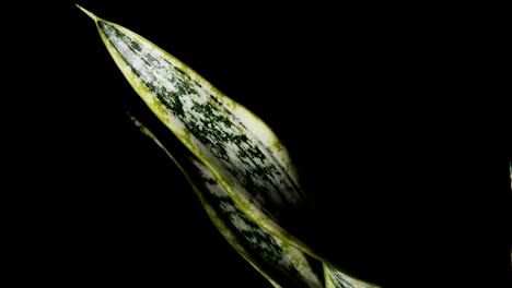 Snake-Plant--Isolated-In-Black-Background.-Tracking-Shot