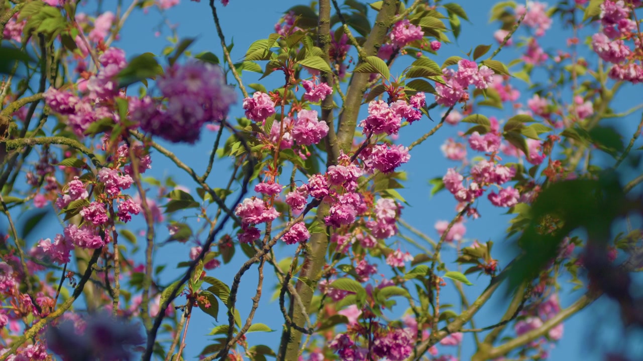 Pink blossom tree branch sky glowing, handheld close up shot. Beautiful fuchsia flowers on a wooden twig waving under a clear blue springtime sky.