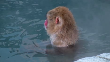 monkey onsen, video took in hakodate - feb 2019 close up of a monkey having a good time in the hot spring monkey moving around in the onsen