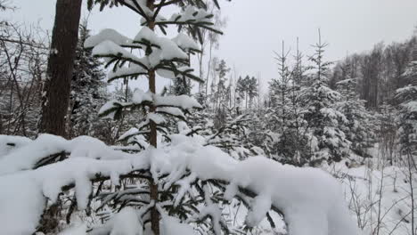 thick layer of snow on small fir tree, close up view