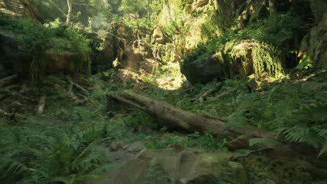 a lush green forest with a path leading through it