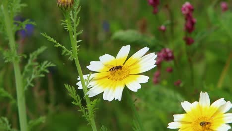 Schwebfliegen-Besuchen-Kronen-Gänseblümchen.-Wales.-Vereinigtes-Königreich