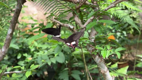 Dos-Mariposas-En-Vuelo-Juntas-Encima-De-La-Hoja