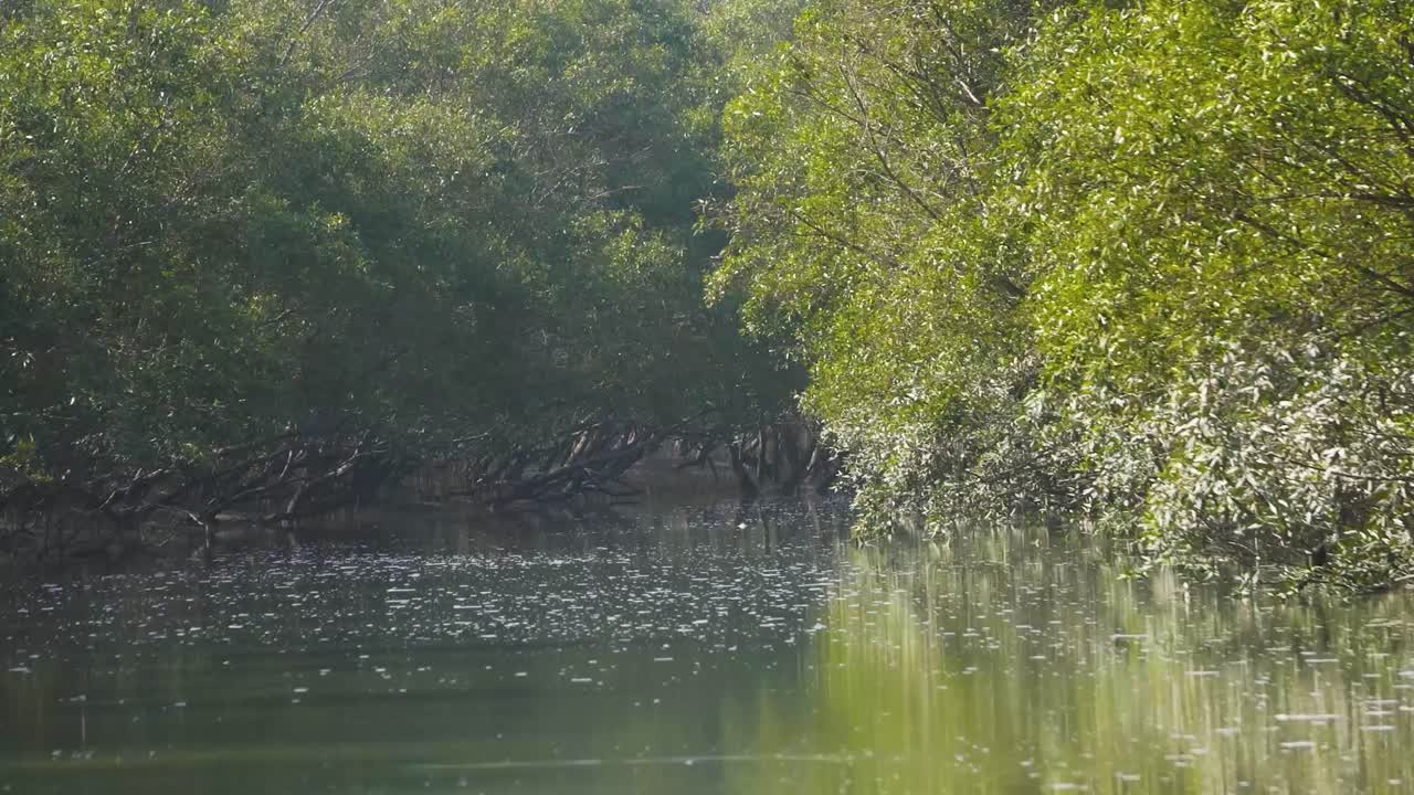 River flowing through Mangrove tree forests in islands of Sunderbans Tiger Reserve in 24 Parganas of West Bengal India