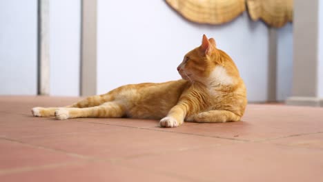 orange cat relaxing on tile floor